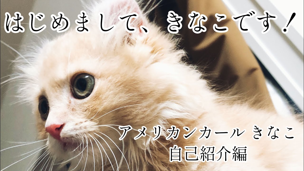 【子猫時代】改めまして自己紹介します。アメリカンカールのきなこです🐾