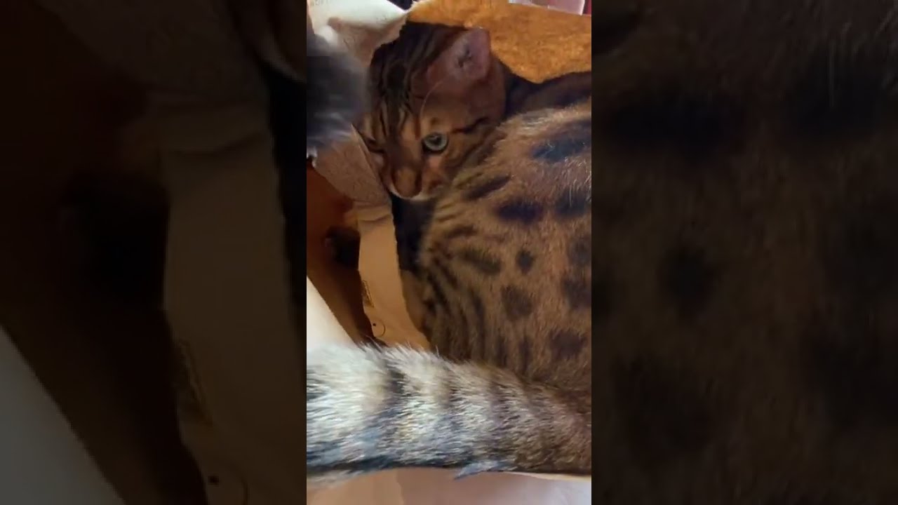 【ベンガル猫】　紙袋と猫　#shorts  　#YouTubeショート