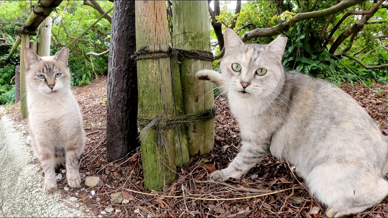 大理石模様の猫が不思議な鳴き声で仲間のシャム猫を呼ぶ