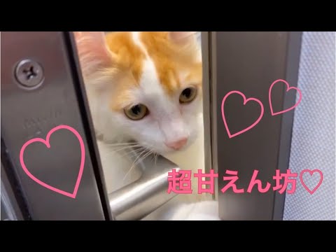 【アメリカンカール】超甘えん坊♡人が大好きなデレデレカールくん♡