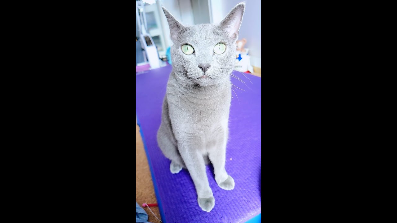【猫動画】撫でられ待ちのロシアンブルー【russianblue】Russian blue waiting to be stroked