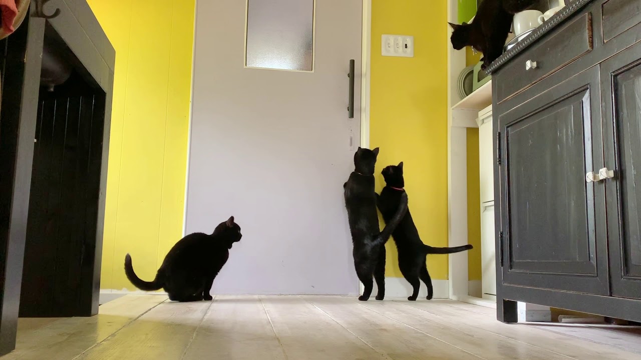 4匹の黒猫ボンベイファミリー☆にぎやかご飯！Black bombay cat（黒のボンベイ猫）