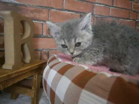 583588 セルカークレックス