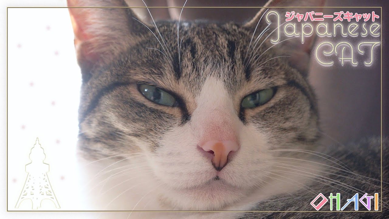 ジャパニーズ猫