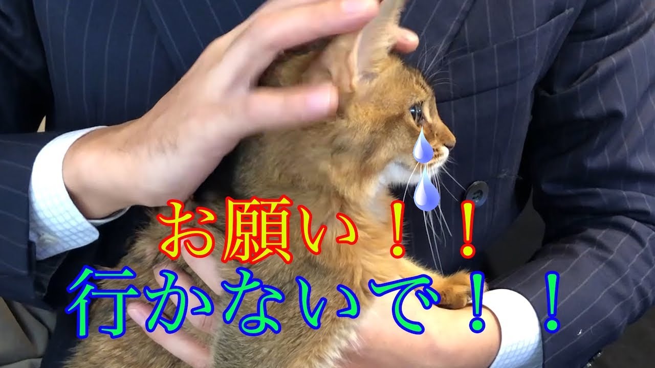 【愛猫ソマリ　突然過ぎる別れに涙】行かないで！離れたくない！　#猫ドラマ#アメリ#ソマリ