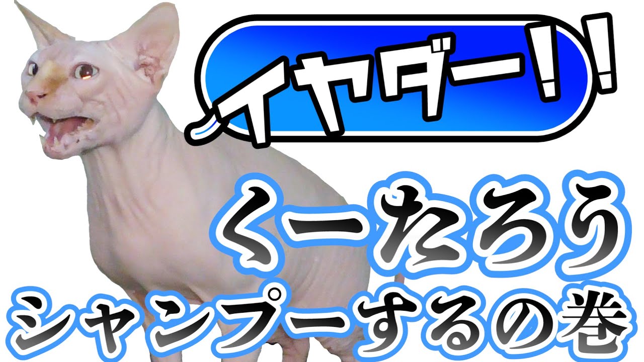 【スフィンクス猫】くーたろう・シャンプーするの巻【静かに洗われる】