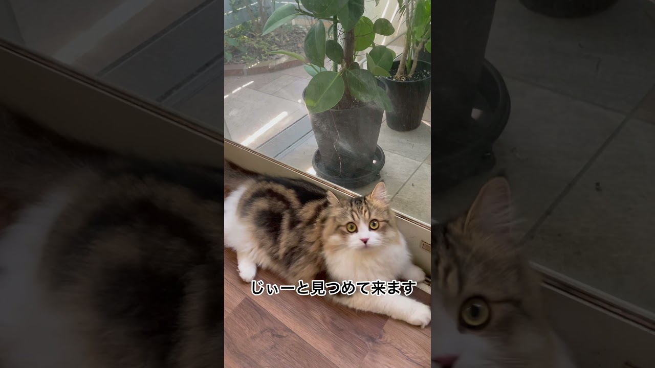 モフモフサイベリアンの我が子の美しさをただ愛でる動画#shorts