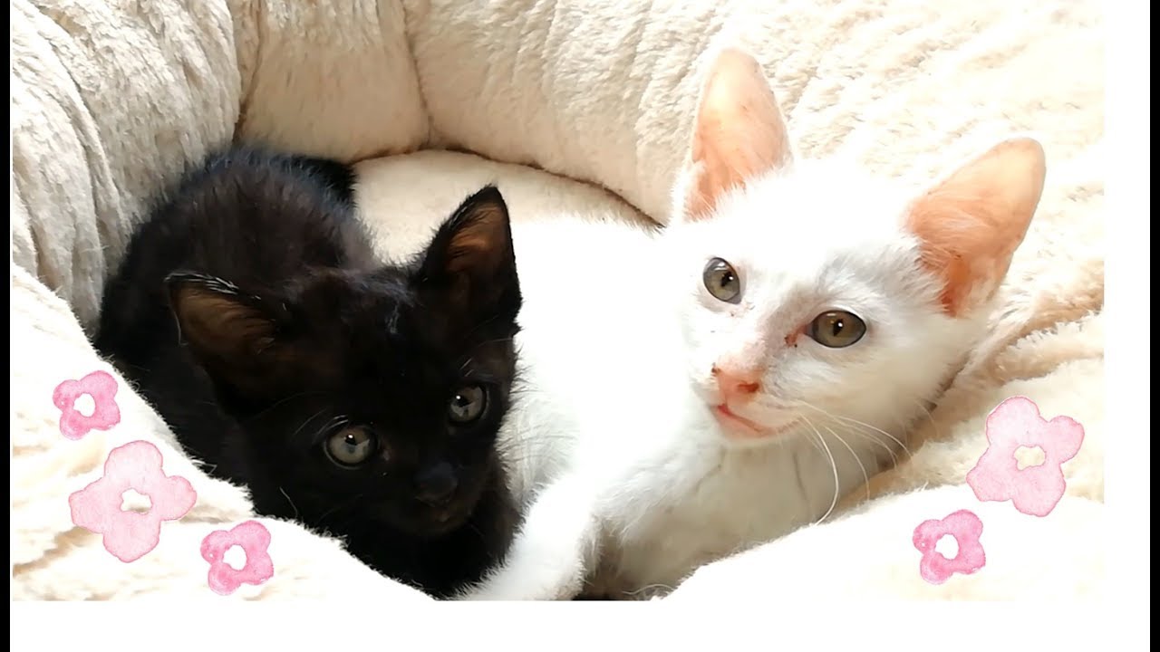 【保護猫】アルくんの体のこと&今後について【子猫】