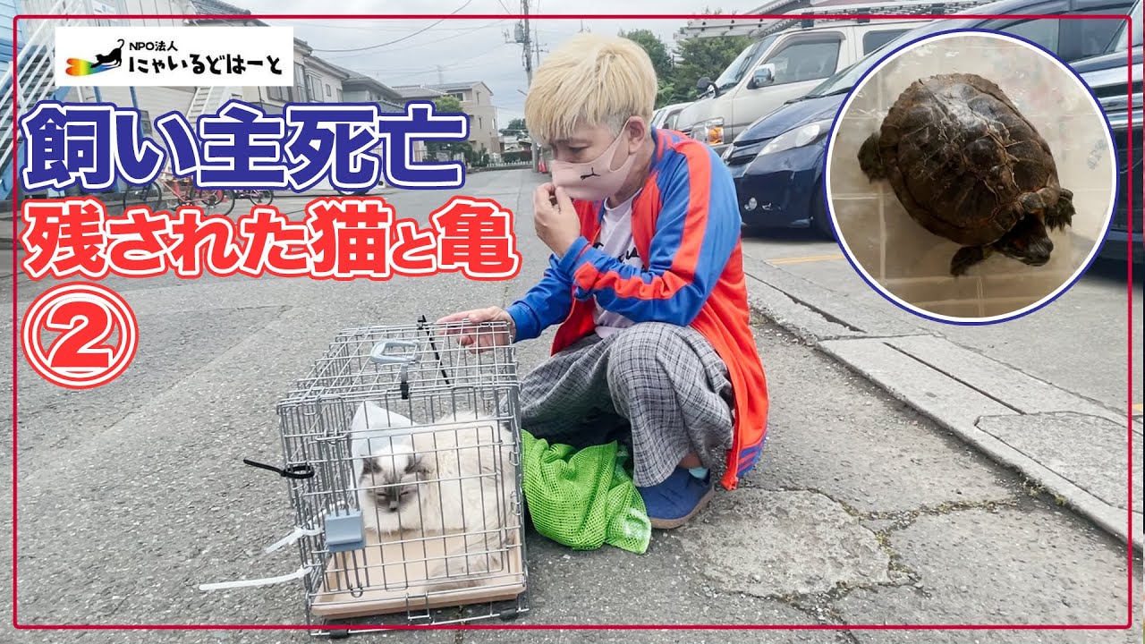 【飼い主死亡】家の中にはシャム猫と亀②：４６１