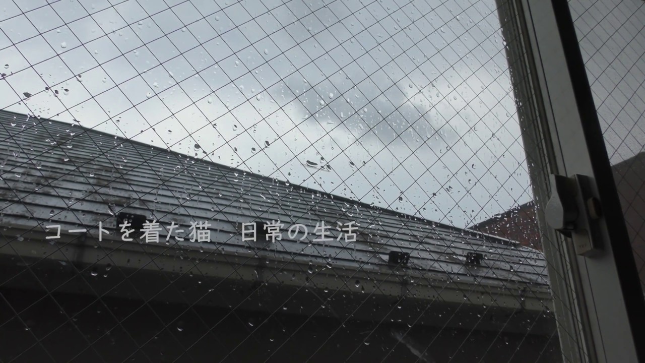 コートを着た猫　日常の生活　ワンピースを切る　きょうのねこ