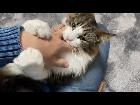 【猫は気まぐれ】ツンデレ猫とイタズラ猫
