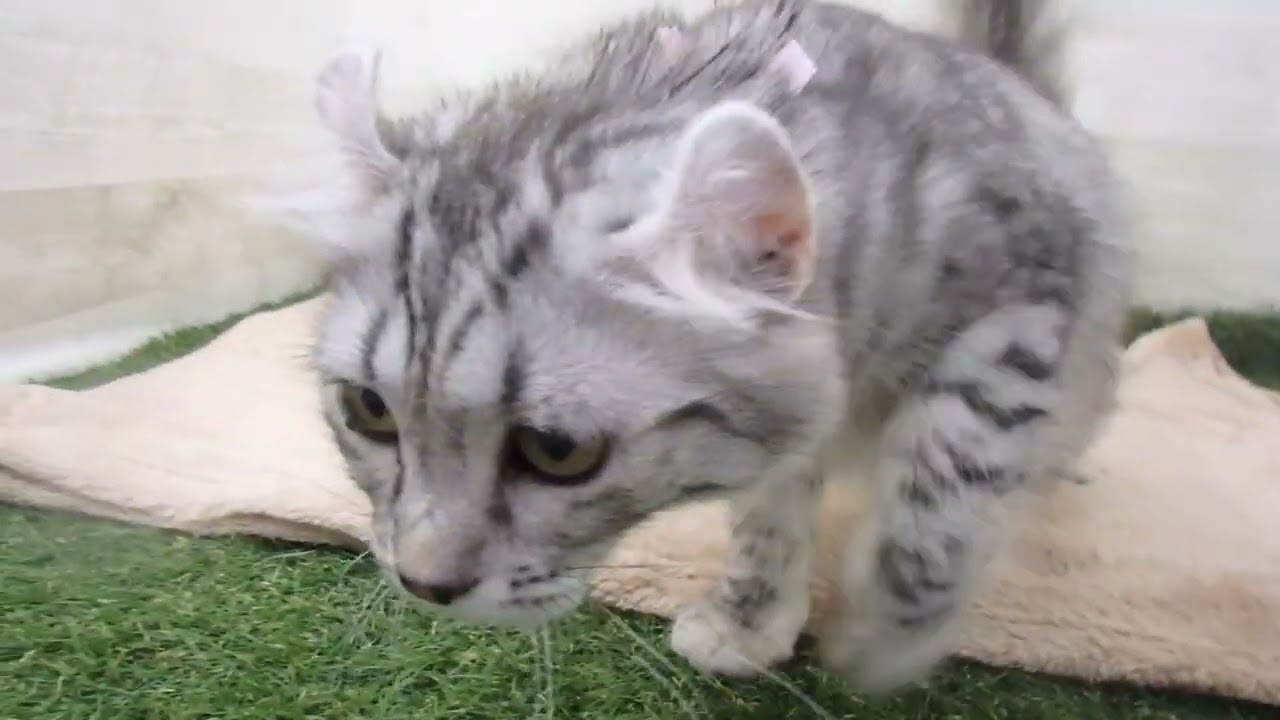 Coo&RIKU　No00584850 アメリカンカール