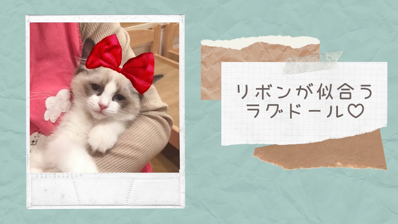 リボンが似合うラグドールの子猫【ショート動画】＃Shorts
