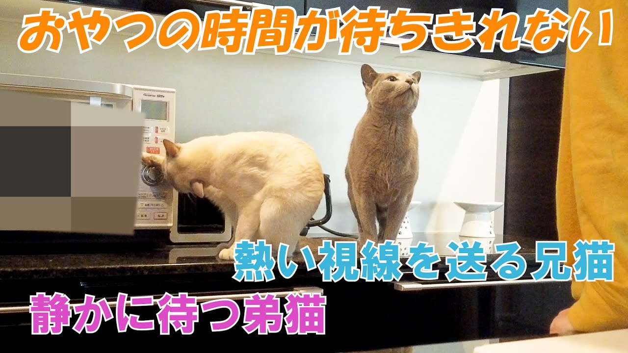 【おやつ待ち】【ロシアンブルー×トンキニーズ】待ち方はそれぞれ（＃98）