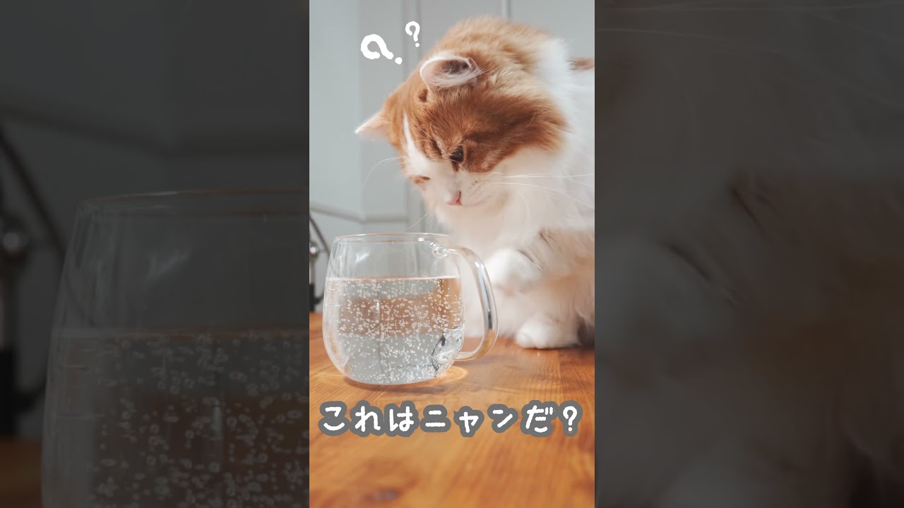 マンチカンは炭酸水が気になるご様子
