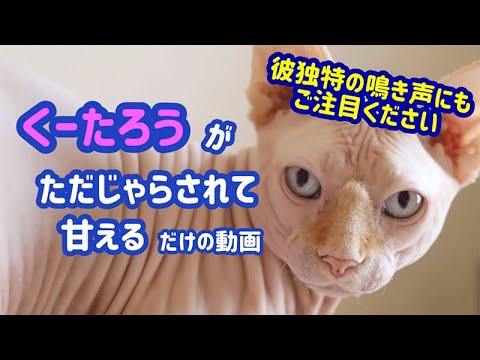 スフィンクスの猫じゃらし動画