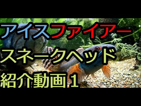 アイスファイアースネークヘッド紹介動画1