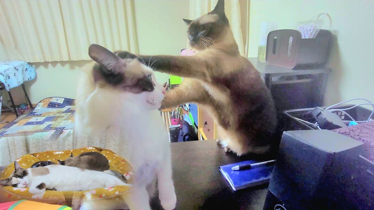 喧嘩しても寝る時は必ず一緒に寝るシャム猫とペポ猫🤭