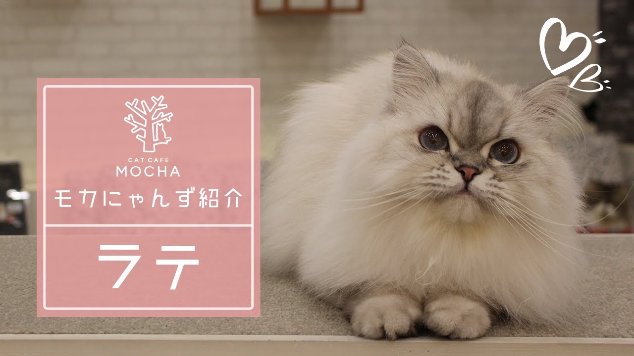 【卒業済み】ラテ（ヒマラヤン♀）