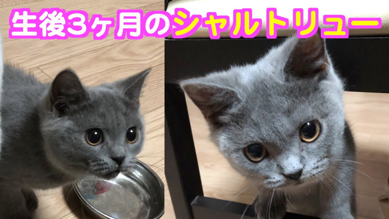 生後3ヶ月のシャルトリューの子猫と初めて遊んだ時の動画。縦動画です！