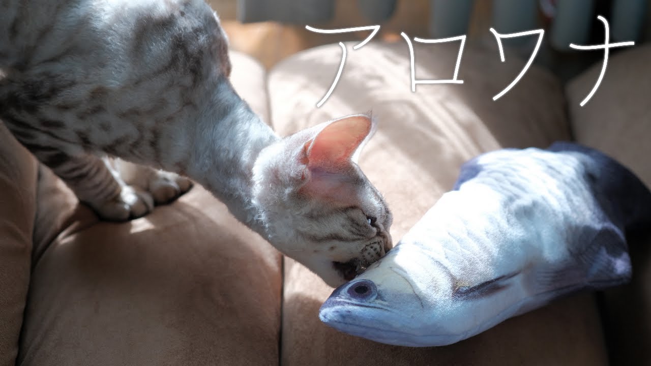 動く！アロワナおもちゃ／デボンレックス