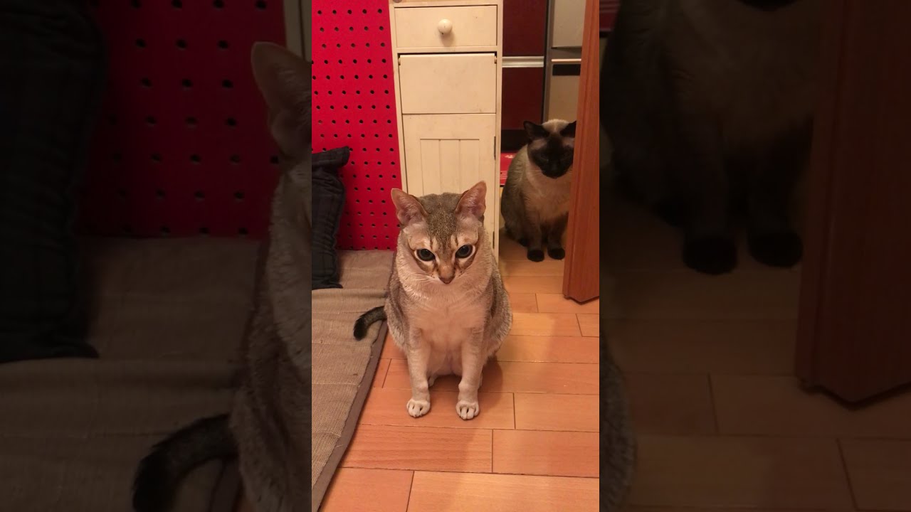 見守られているシンガプーラなのにゃ♪