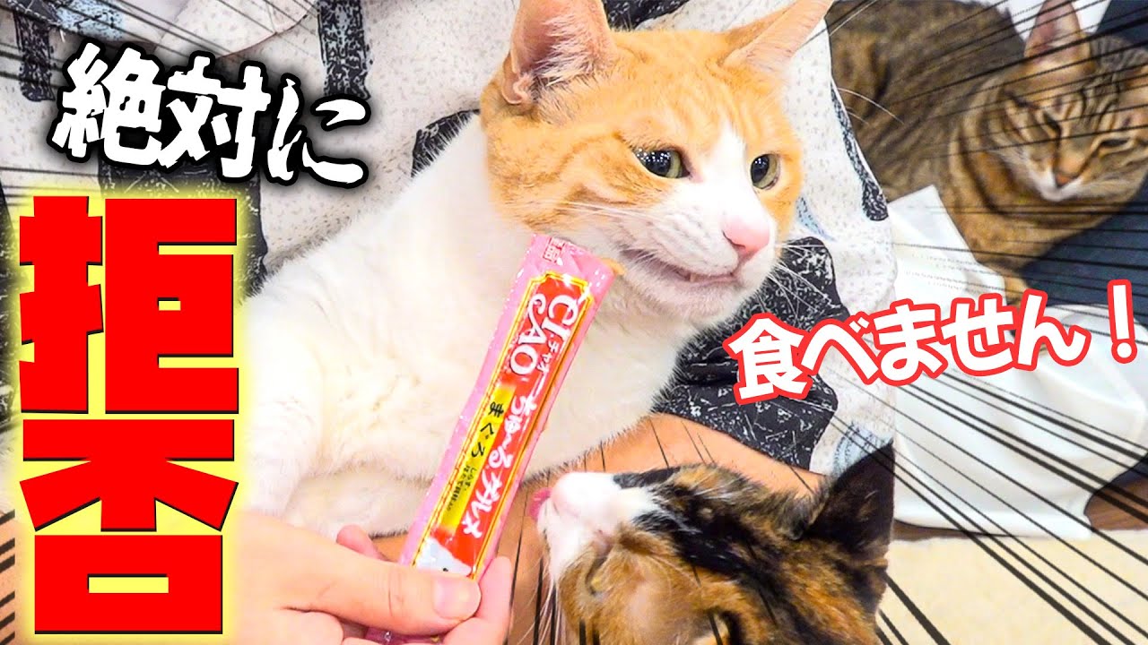 おやつを全力で拒否する猫の顔がヤバすぎたwww