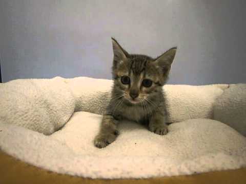 ペットショップCoo＆RIKU　エジプシャンマウ　259838