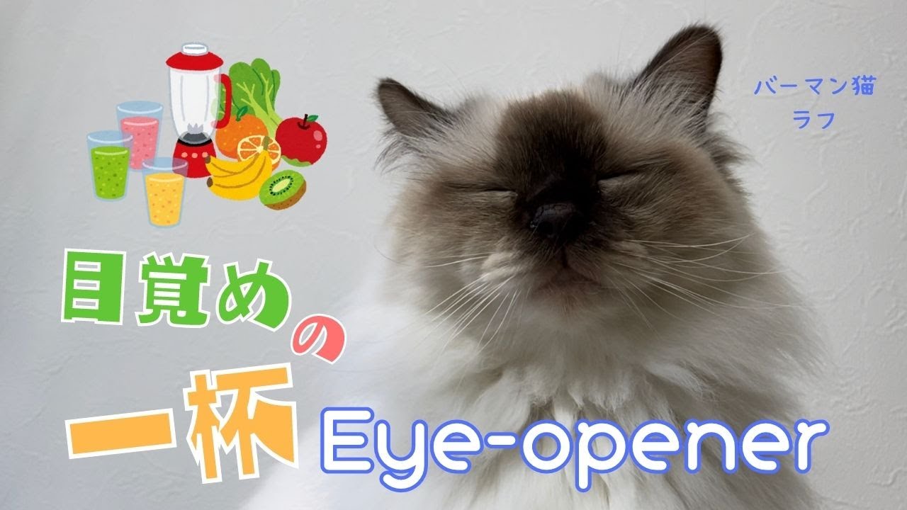 起きたら飲むニャ【目覚めの一杯】Eye-opener （バーマン猫）Birman/Cat
