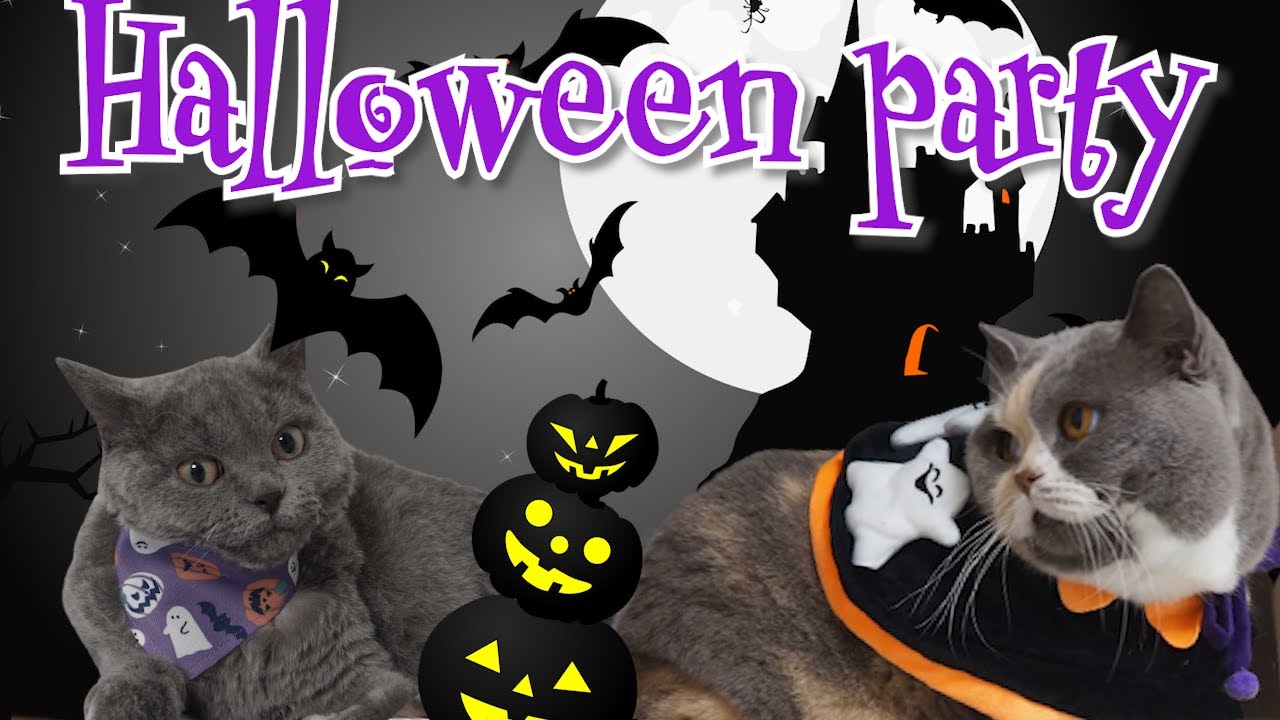 今年もバーチャル渋谷でハロウィン パーティー！！｜セルカークレックス｜ブリティッシュショートヘア