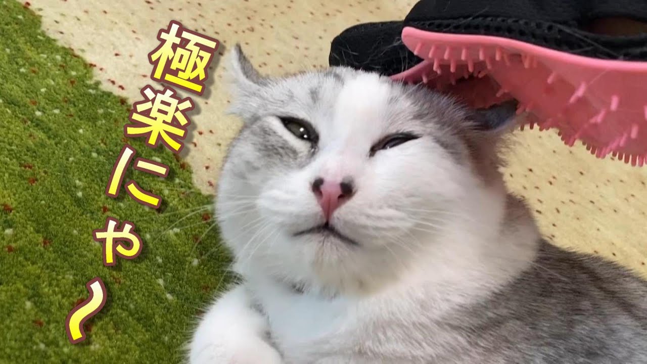 初めてのグルーミングでとろけだす子猫が可愛すぎる!!【アメリカンカール】