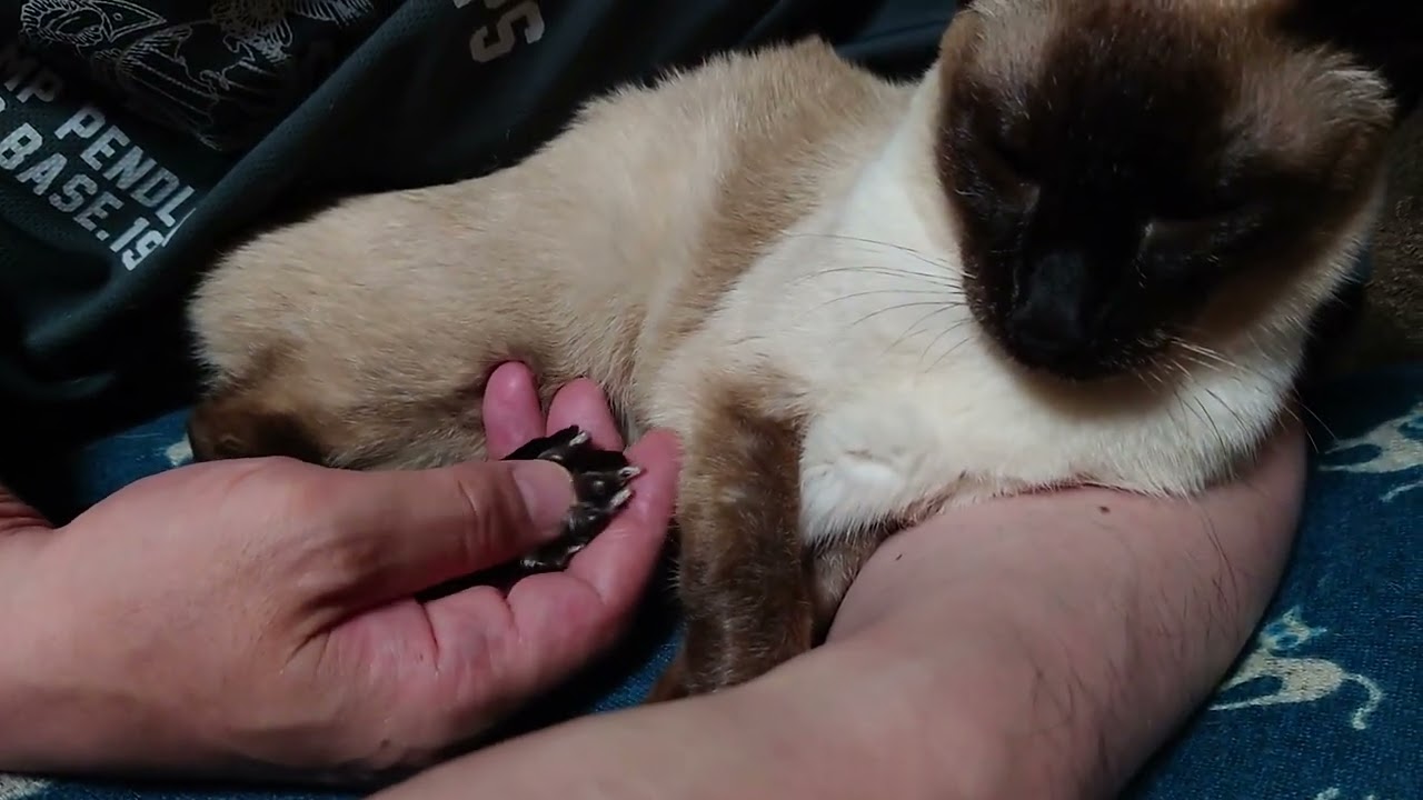シャム猫ランちゃん19歳になりました《大好きなパパに足の肉球むにむにされて幸せ💓》