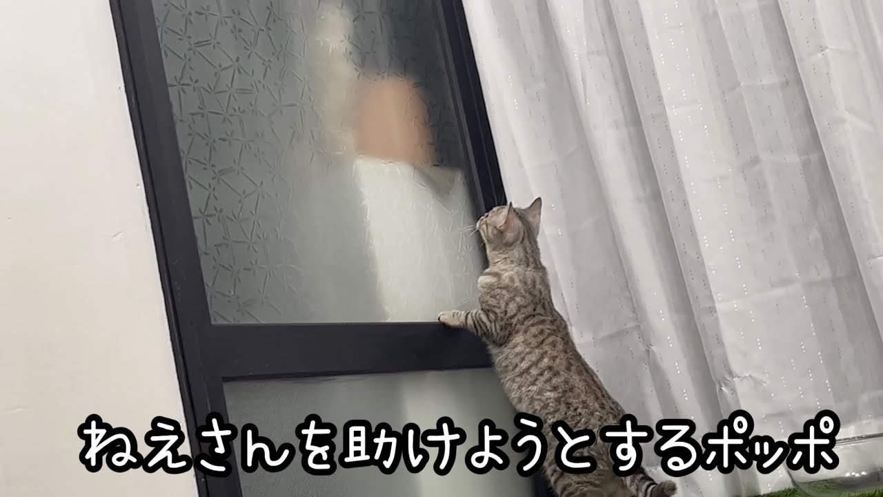 突然、夫婦部屋を訪問するアメリカンショートヘアのあいちゃん❤️