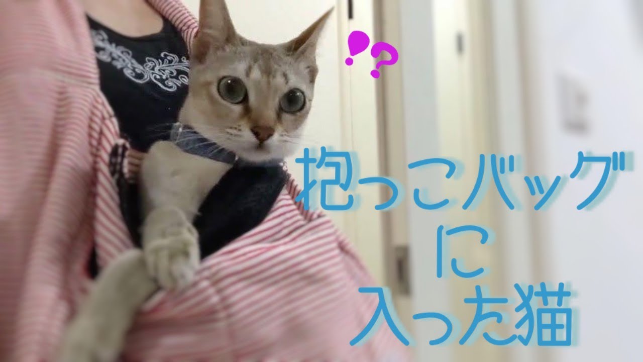シンガプーラのプリン 抱っこバッグに入った猫