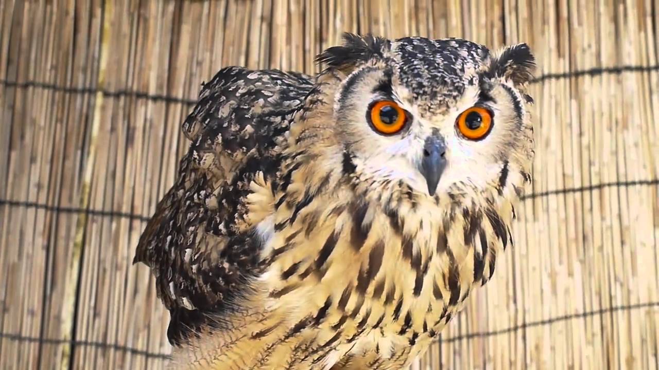 ベンガルワシミミズクの餌鳴き　てんかｖｅｒ