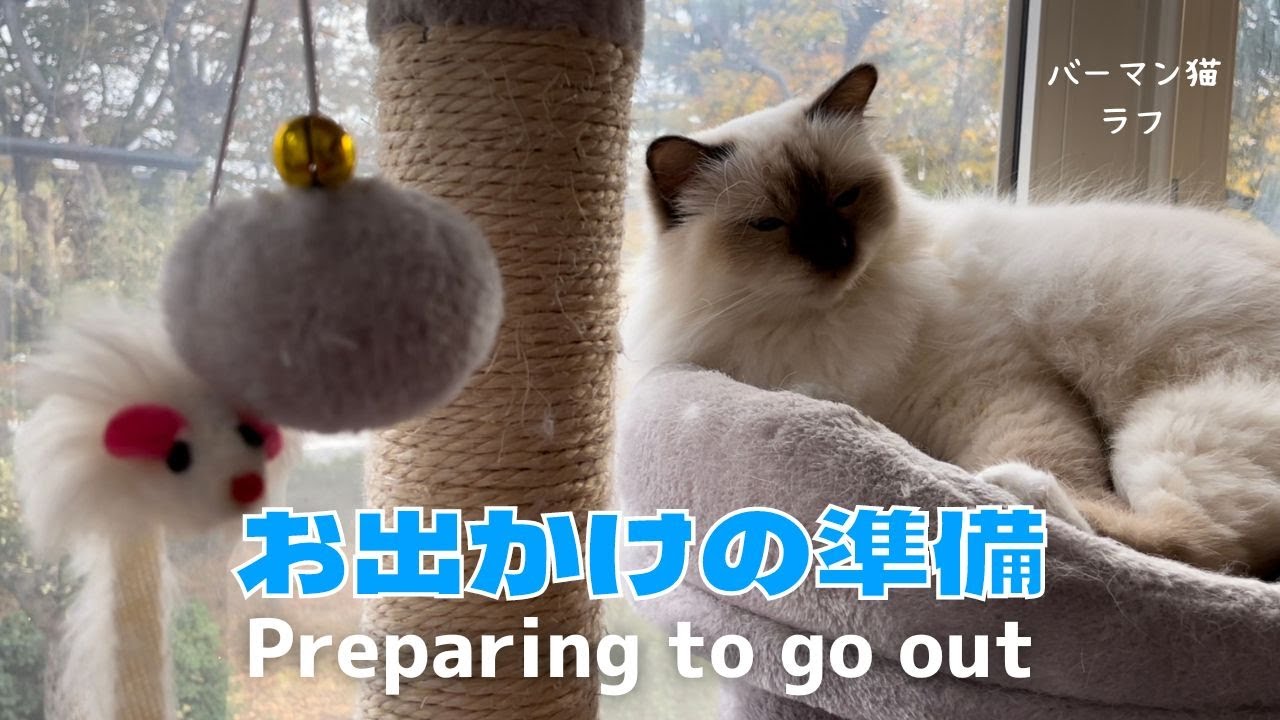 バーマン猫ラフのグルーミング【お出かけの準備】Preparing to go out（バーマン猫）Birman/Cat