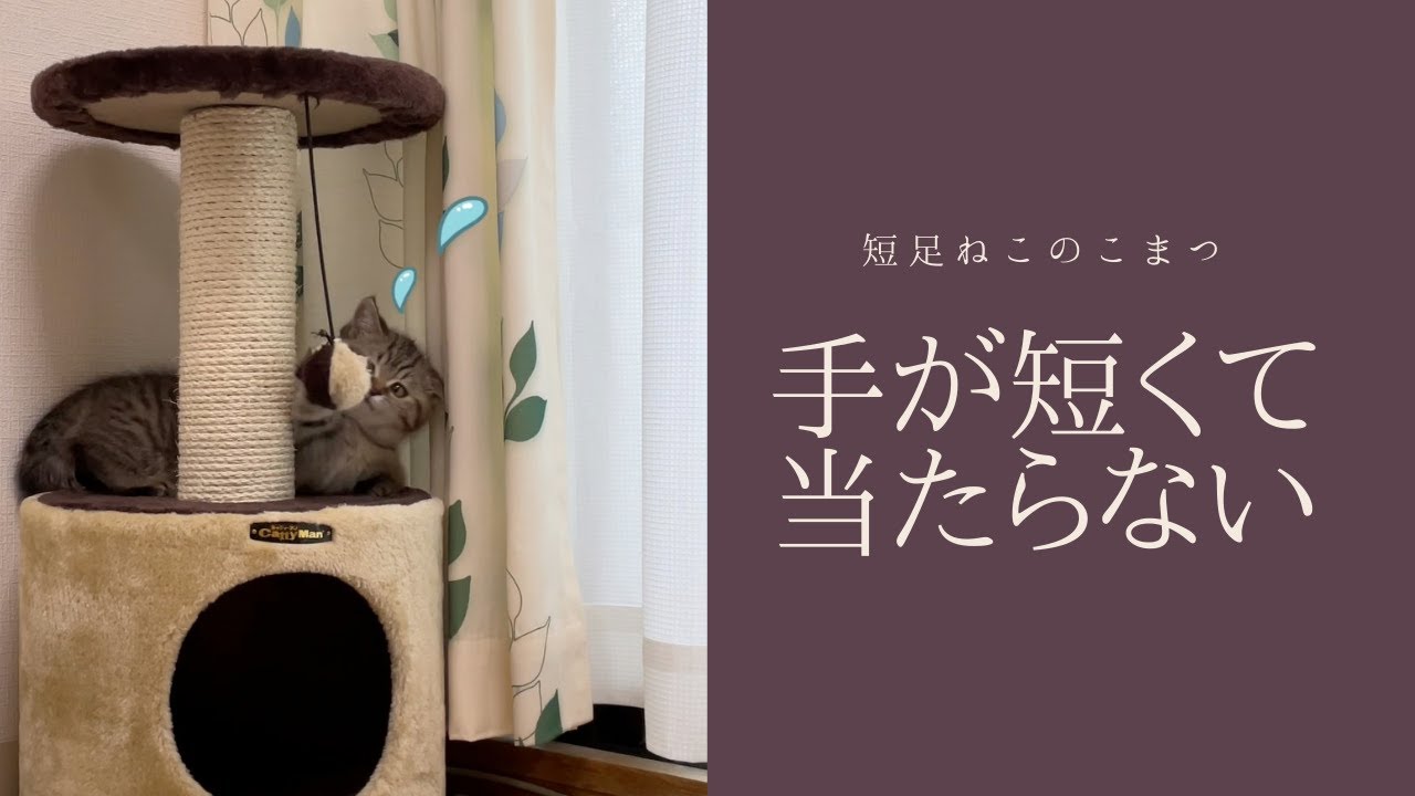 【短足仔猫】手が短くてなかなかボールに当たらない子猫 #Shorts