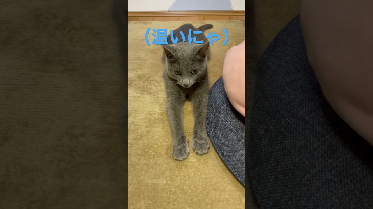 ホットカーペットでウトウトする猫（ロシアンブルー）#shorts