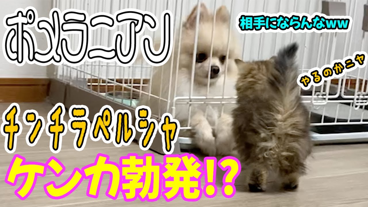#16【ケンカ勃発!?】ポメラニアンとチンチラペルシャの仔猫！飼い主は仲良くなれるか心配です...