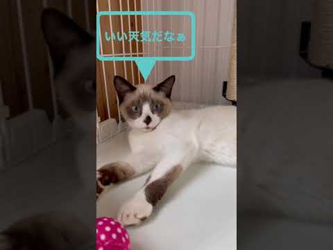 日向ぼっこをしてアクビする仔猫　　シャムミックス　#shorts