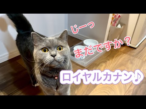 待ち遠しいロイカナとブラッシングされるの巻【ブリティッシュショートヘア】
