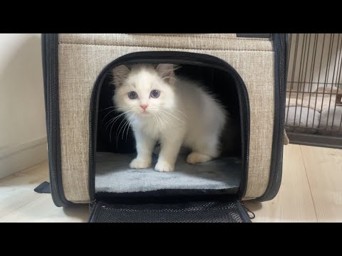 【子猫】我が家に、かわいすぎるラグドールの女の子をお迎えしました🐱