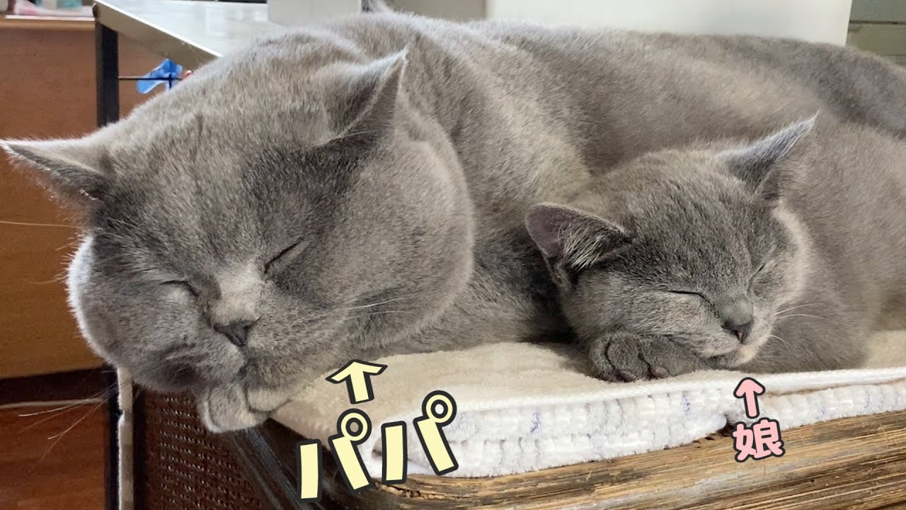 みんな、無事に年を越せそうです… スコティッシュフォールドつむの子猫の成長記録 kitten and last 2 days