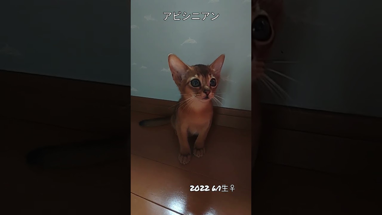 #ドキドキ#アビシニアン
