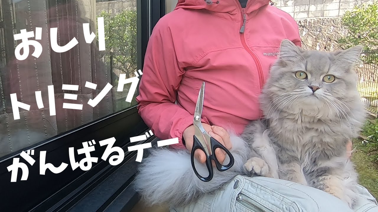【ペルシャ猫】お尻の毛をトリミングしました。う〇ち対策！