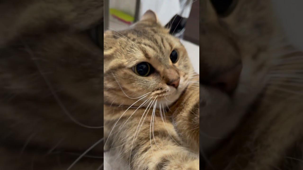 上腕二頭筋をみせつける猫　#shorts