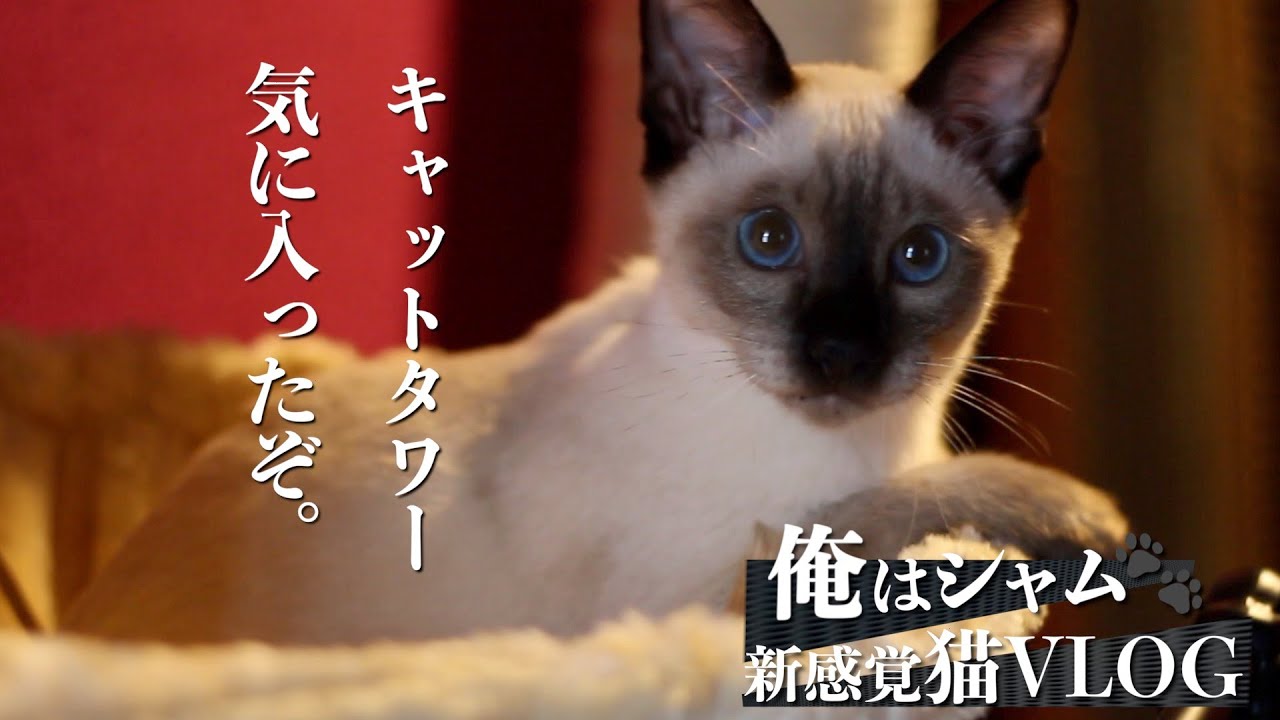 シャム猫とキャットタワー！ニャンモック付きに興奮する猫