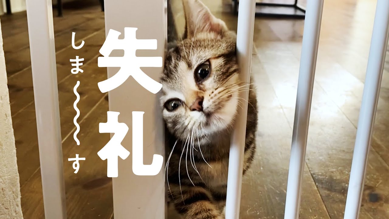 【子猫】軟体生物が柵を無効化してくる！