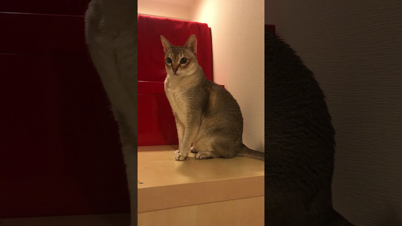 誰か来くるのを待っているシンガプーラなのにゃ♪