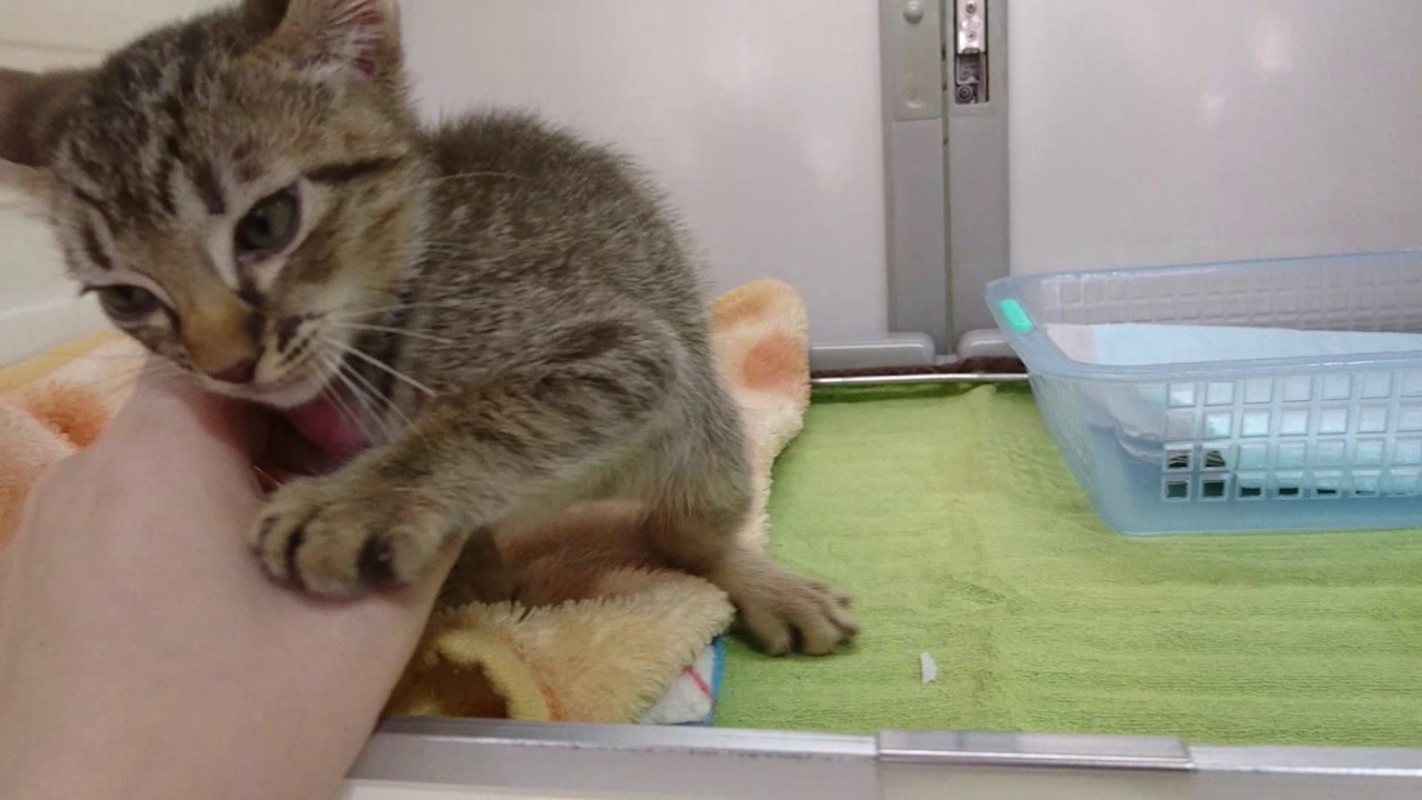 ワンダードック平岸店 オシキャット